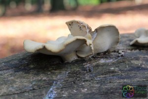 polyporus varius (2) (1000 x 667).jpg_product_product_product_product_product_product_product_product